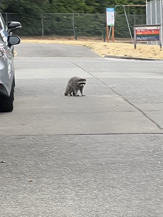One of the local Gang members staring me down. STAY SAFE Jimothy