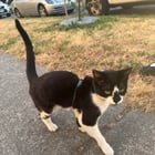 Found a lost cat with a harness on [North Beacon Hill]