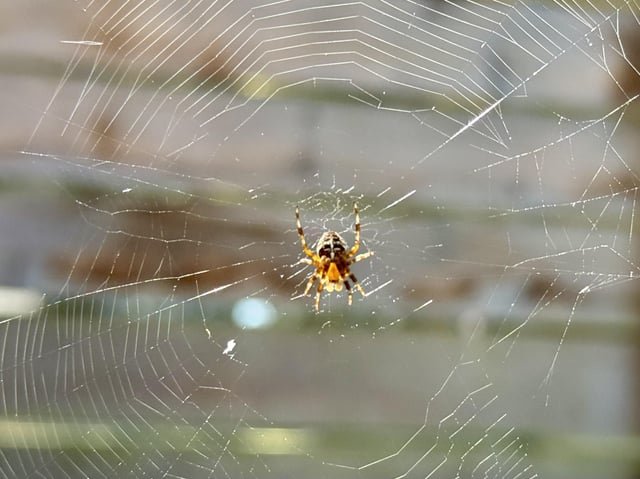 Is Spider Season Early?