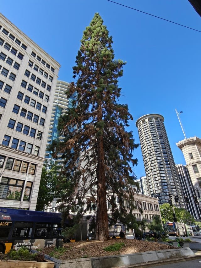The old Sequoia on 4th Ave and the Olive/Stewart split isn’t doing too well…