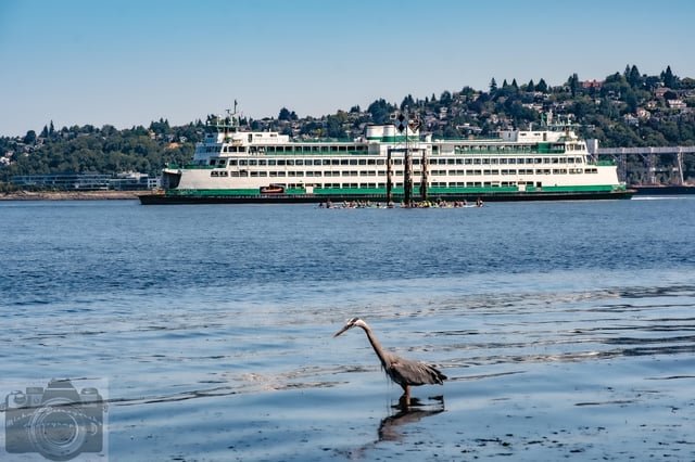 Doesn’t get much more Seattle than this. Great Blue Heron, resident pod of paddleboarders, and a Washington State Ferry! 😎