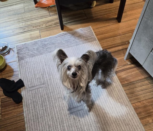 MISSING DOG – right now 6 PM!!! 65th