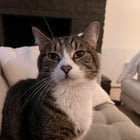 Lost cat – Licton Springs