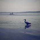 alki today at low tides :)