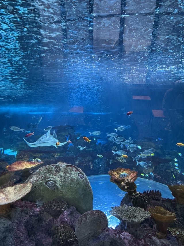 ITAP of some fish