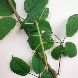 does anyone have blackberry, raspberry, or oak trees on their property that I could harvest some small branches from? (must be pesticide-free, for pet food)