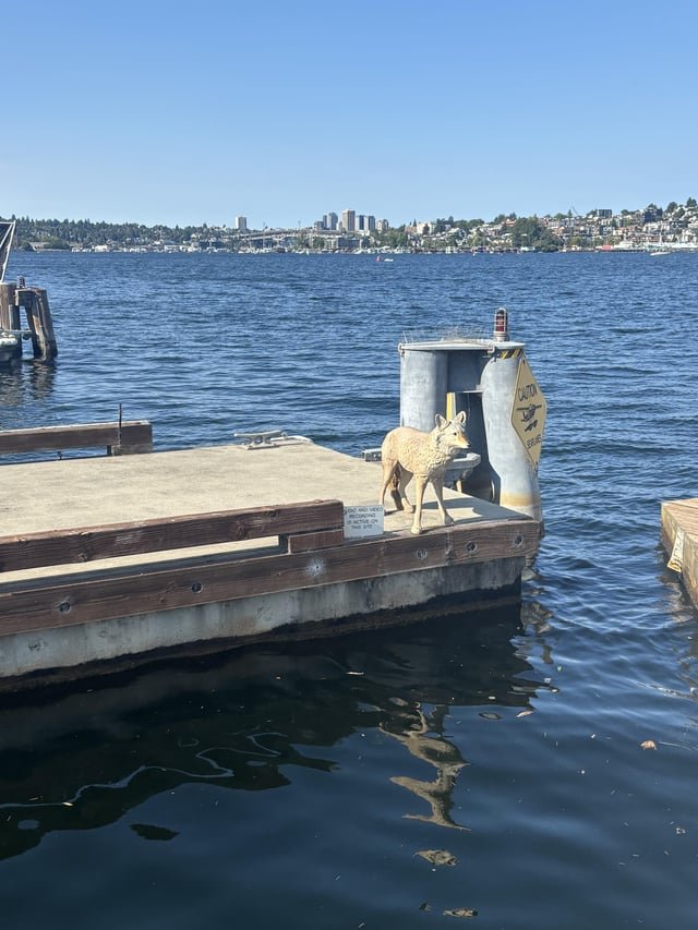 Coyote spotted in SLU