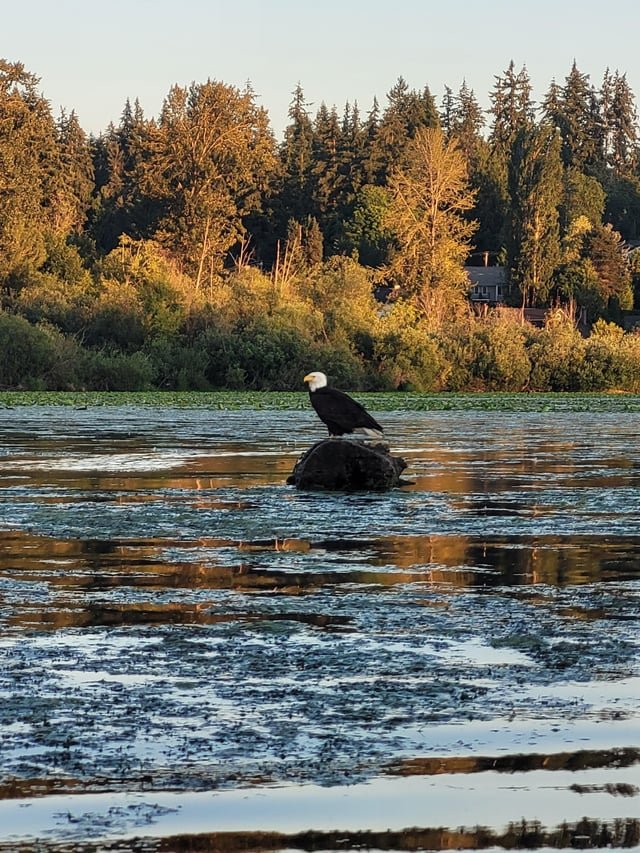 Beagle on Lake Washington showing off for the 4th