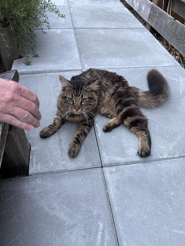 Found cat in the CD (26th & Cherry area)