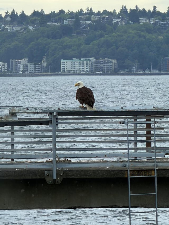 Olympic Sculpture Park today