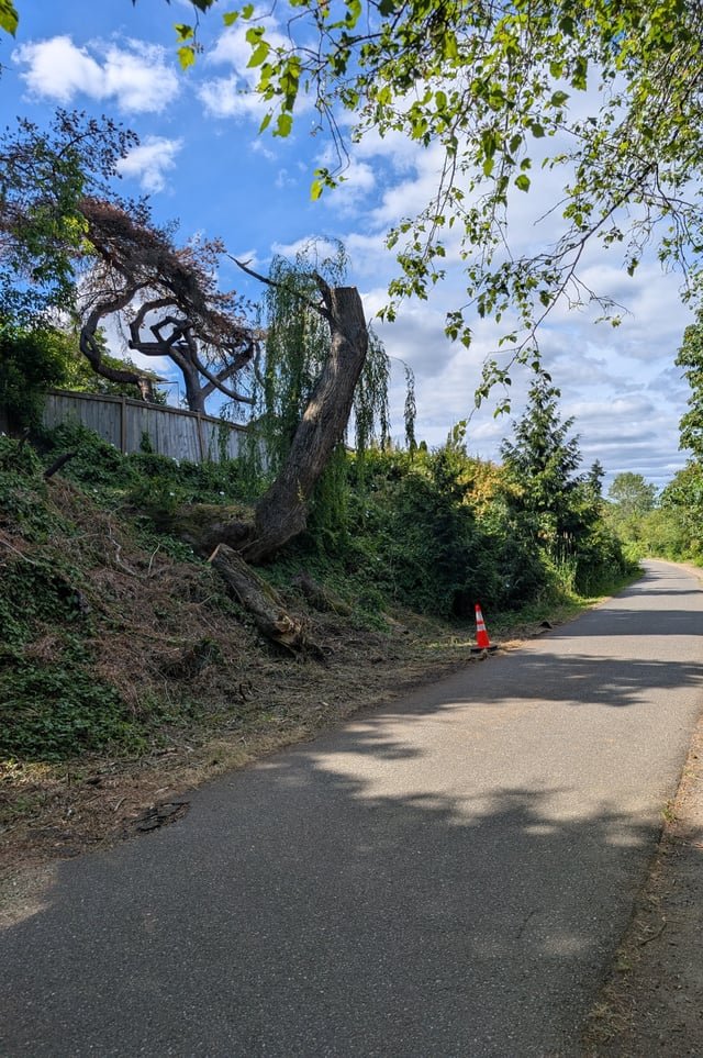 Anyone know why this willow tree was cut down on the Burke Gilman Trail?
