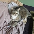 Lost kitty in the Maple Leaf/Northgate area