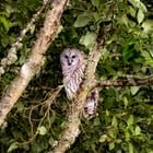 A few minutes with a Barred Owl tonight