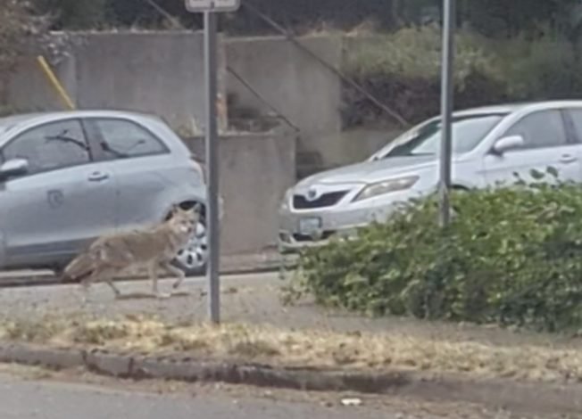VIDEO: Coyote sighting near west end of West Seattle Bridge