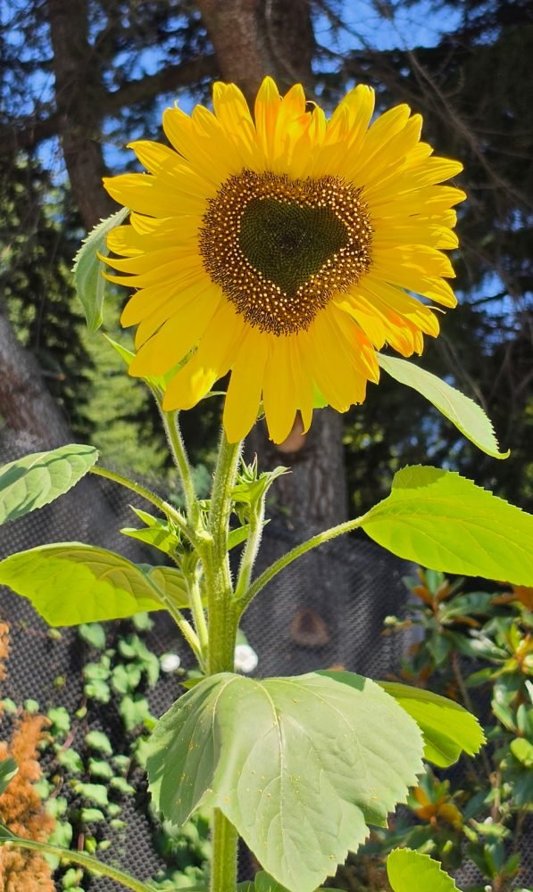 Outdoor movie, Shakespeare in the park, Glass Float Hunt, music, more for your West Seattle Friday