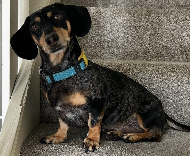 Please help us find Walter