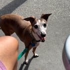Lost dog :(