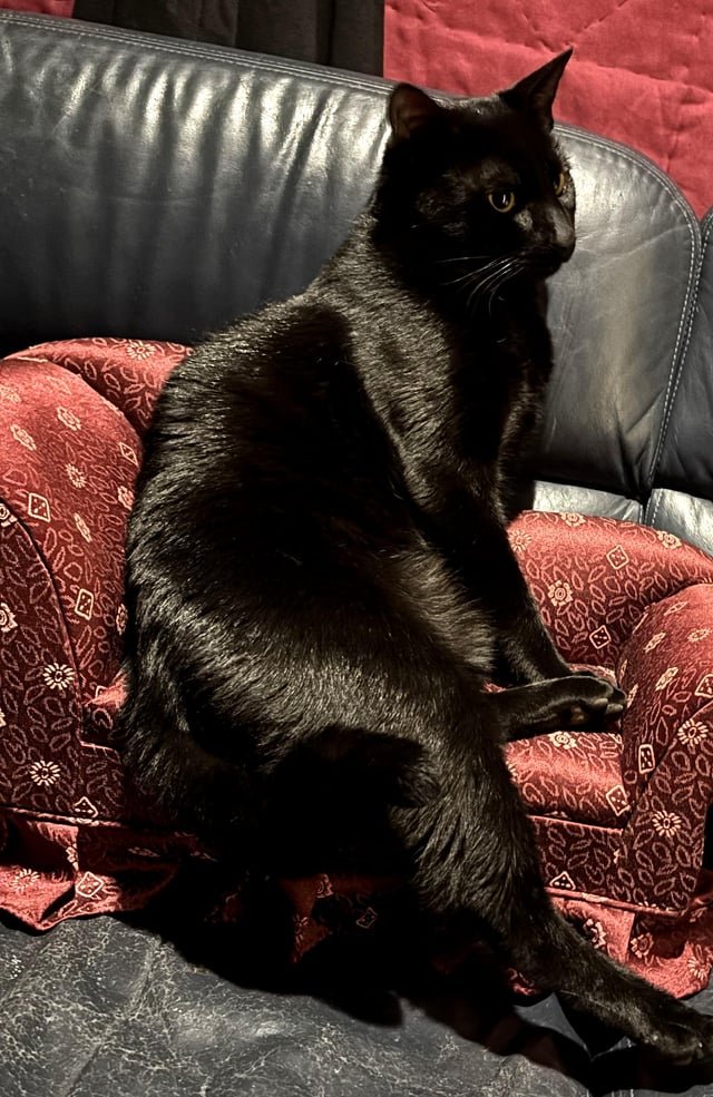 lost cat in west seattle near 6955 delridge way sw