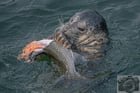 The All You Can Eat Salmon Buffet back in business at the Ballard Locks!