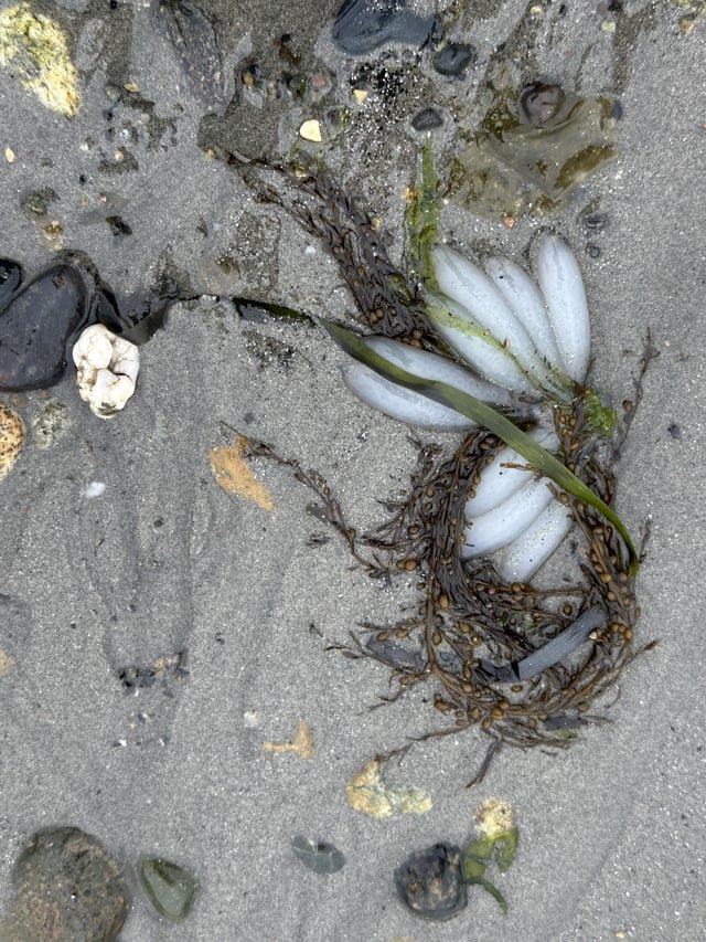 Squid eggs(?) on Alki beach at low tide!