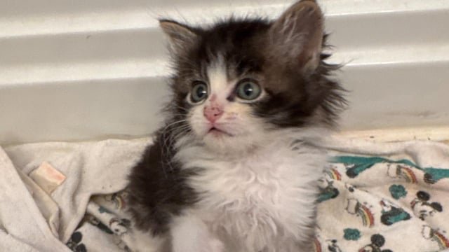 Tacoma animal rescues reach 80 cats after 20 more found inside stolen vehicle