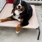 Looking for playdate buddy for my large breed puppy