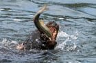 I finally got some good sea lion shots at the Ballard fish ladder, it was a bad day to be a fish!