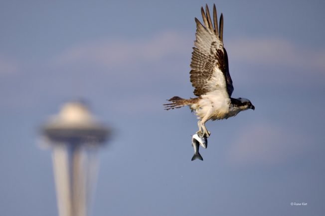 Comedy and more for your West Seattle Monday!