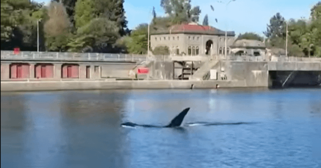 ‘Oh my God!’ Orcas show up at the Ballard Locks