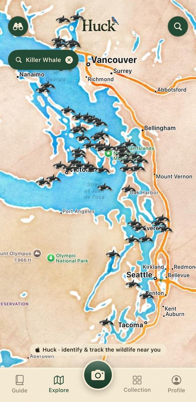 The Salish Sea has never had more orca sightings. The twist is that most of them are not the famous endangered residents. The mammal hunters have quietly taken over.