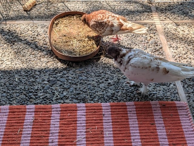 Missing pet doves/pigeons?