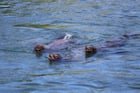 Photos of the sea lions at Ballard Locks