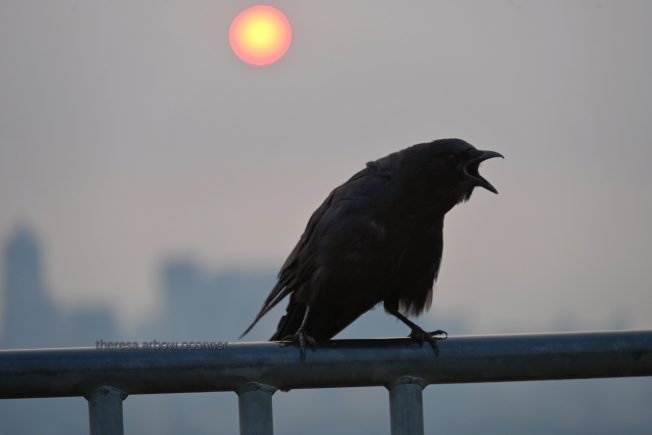WEST SEATTLE WEATHER: Adding a heat alert to the smoke alert