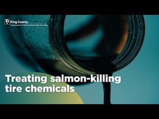 King County scientists identify a potential breakthrough for treating salmon-killing tire chemical