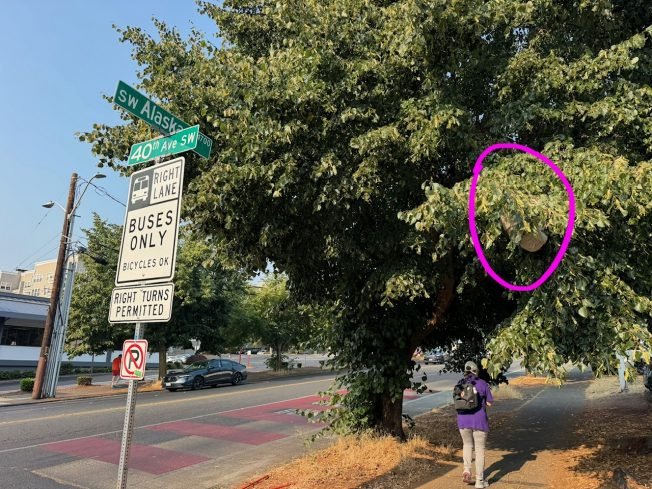 READER REPORTS: Hornet nest on east side of The Junction