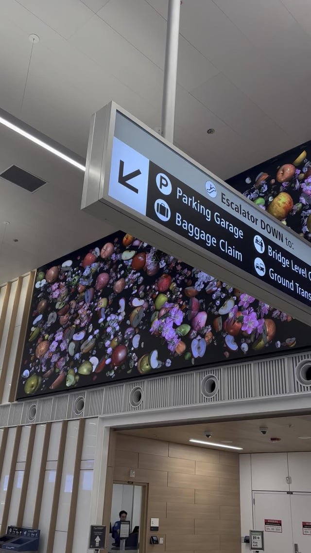Dreamy tribute to apples at north end of departures level at Sea-Tac