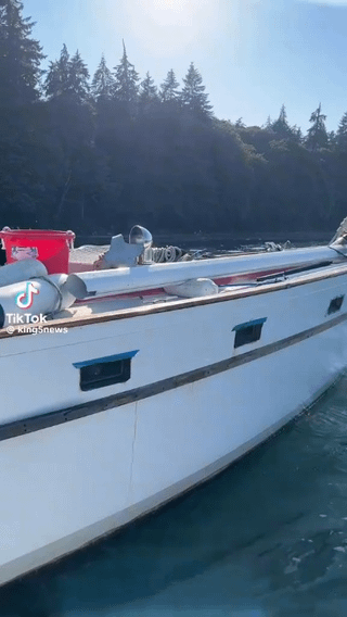 Have Y’all Seen the Cats on a Boat in Tacoma Yet