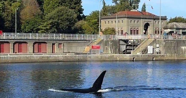 Why orca sighting at Ballard Locks is great news for salmon: ‘Best-case scenario’