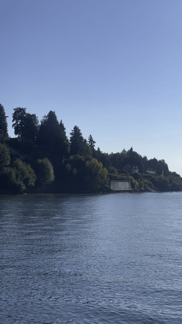 Orcas swimming back out of Ballard Locks in front of Ray’s Boathouse