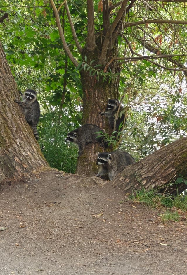 Raccoon Family on Green Lake