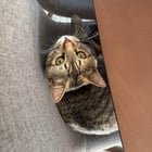 2 cats giving away