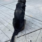 Dog found?
