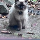 Lost a Siamese cat near Capitol Hill? Long haired, collar with what seems to be an AirTag on it, friendly, skinny. Gives off feminine vibes.