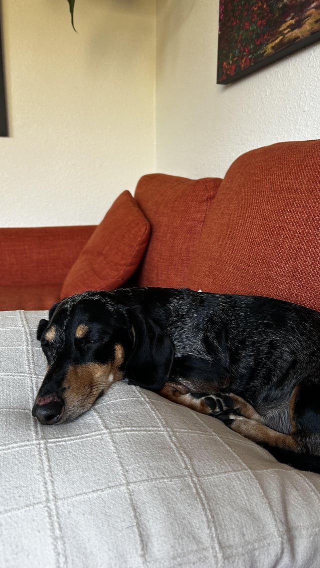 Walter is home safe!