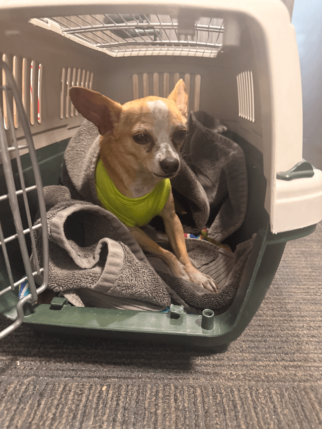 Lost puppy in International District found