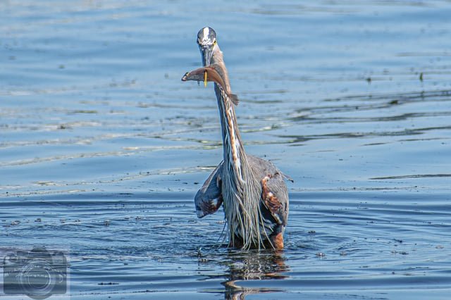 Spear Fishing on Alki Beach