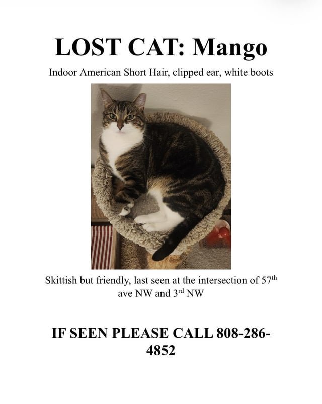 Missing Cat: Mango (Phinney Ridge)