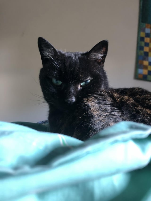 Senior cat pedicure
