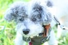 LOST DOG – Fremont, Dayton Ave & N 36th St – 16-year-old Maltipoo named Rufus