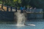 Orcas at the Ballard Locks